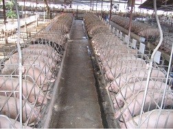  Cơ cấu lại để vực dậy ngành chăn nuôi