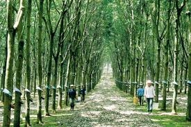 Cao su trước nguy cơ mất vị thế